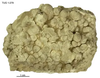 Hydromagnesite