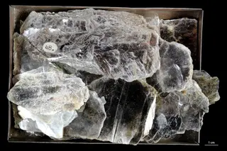 Muscovite