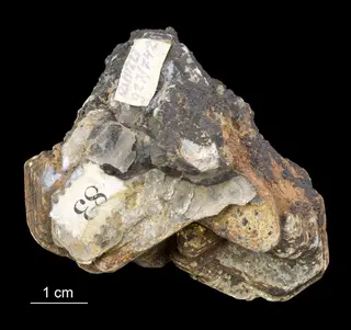 Muscovite