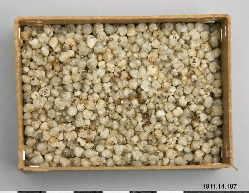 rov på födoämne., wocus seeds, prov på födoämne, sample