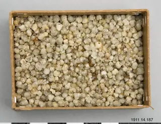 rov på födoämne., wocus seeds, prov på födoämne, sample