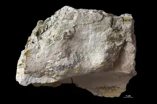 Palygorskite