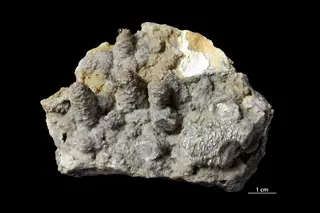 Sassolite