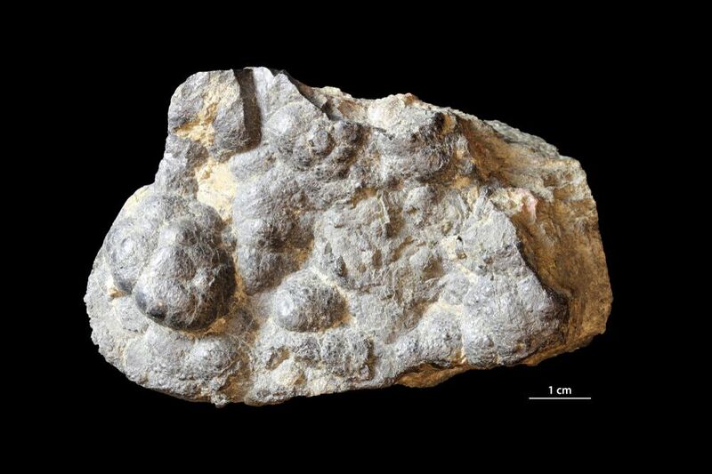 Uraninite