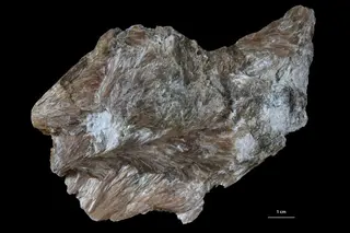 Wollastonite group
