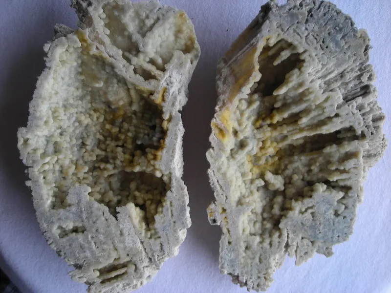 Agatized Coral.jpg