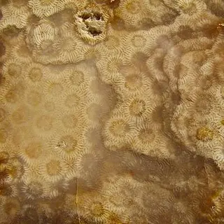 Agatizedcoralslice.jpg
