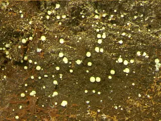 Beyerite-485791.jpg