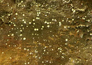 Beyerite-485793.jpg