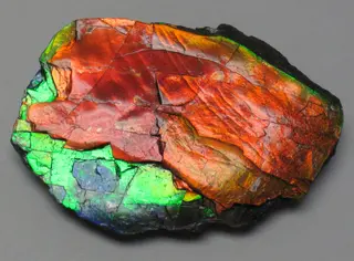 Ammolite from Placenticeras fossil ammonite, Alberta.jpg