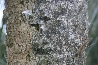 Sabal mexicana 12zz.jpg