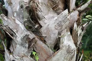 Sabal texana 0zz.jpg