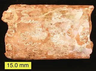 BaculitesSuturesAragonite.jpg