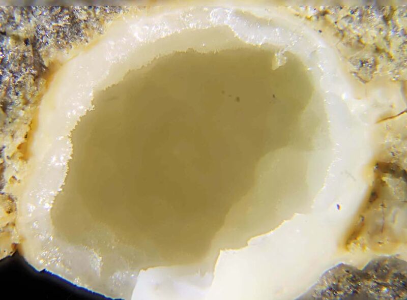 Boggsite