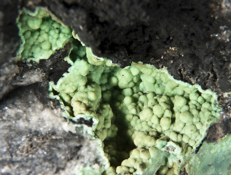 Variscite