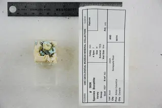 Bonattite (48522704492).jpg