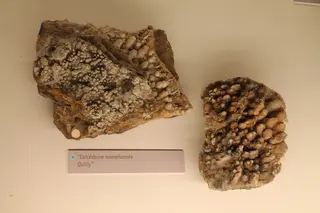 Muséum de Nantes - 400 - Calcédoine mamelonnée (Quilly).jpg