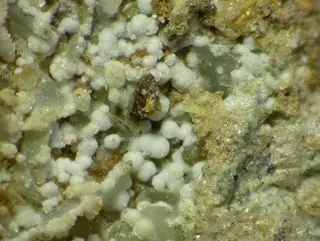 Brianyoungite-122711.jpg