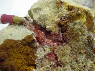 Cuprite, variety Chalcotrichite - USGS Mineral Specimens 455.jpg
