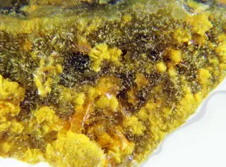 Agrinierite.jpg