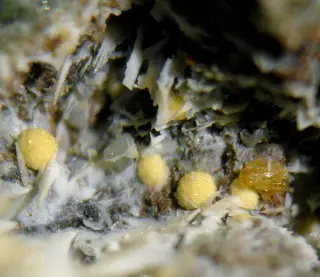 Kassite, Cafetite, Lizardite-529446.jpg