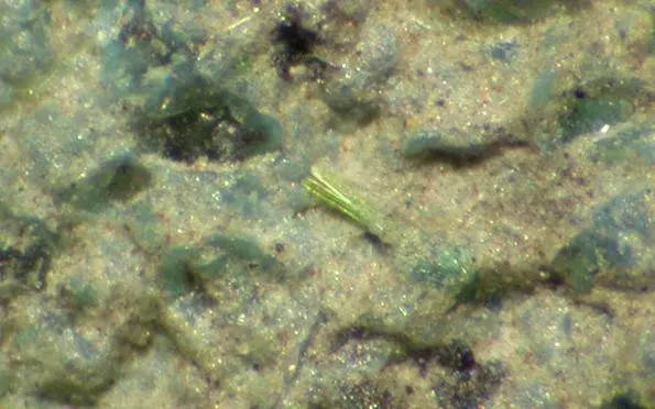 Calciopetersite-88375.jpg