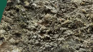 Svabite, Caryopilite-762211.jpg