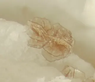 Cerite-(Ce)1 - Poudrette quarry, Mont Saint-Hilaire, Quebec, Canada.jpg