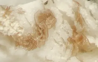 Cerite-(Ce)3 - Poudrette quarry, Mont Saint-Hilaire, Quebec, Canada.jpg