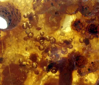 Termites in copal.jpg