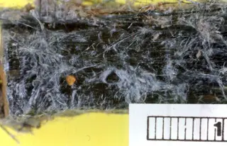 Blue asbestos (teased).jpg