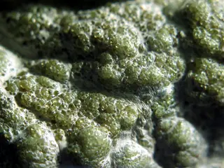 Demantoid w azbeście - Campo Franscia, Lanterna Valley, Malenco Valley, Prowincja Sondrio, Lombardia, Włochy. 01.jpg