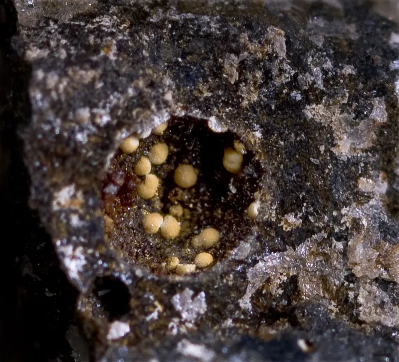 Heliophyllite3.jpg