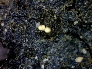 Heliophyllite-643525.jpg