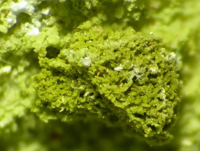 Chenevixite-113790.jpg