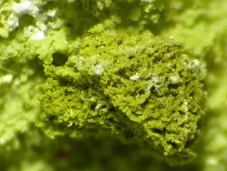 Chenevixite-113790.jpg