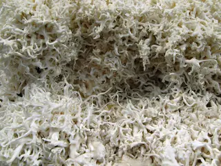 Aragonit, Varietät Eisenblüte - Erzberg, Steiermark, Österreich.jpg