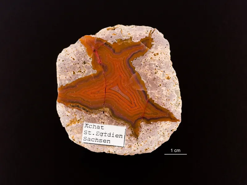 Estonian Museum of Natural History Specimen No 204339 photo (g286 g286-156 jpg).jpg