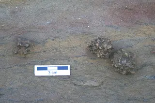 Glendonite mcr1.JPG