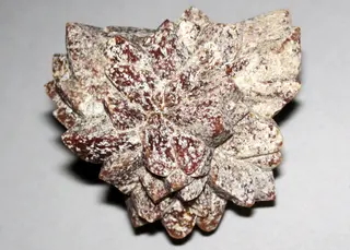 Glendonite (Neogene; Kola Peninsula, Russia) 5.jpg