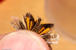 Hierodoris illita 176347533.jpg
