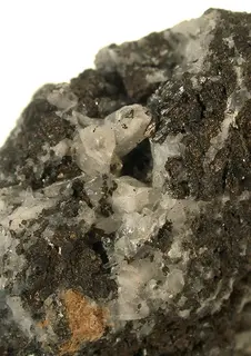 Colusite-sea56b.jpg