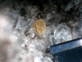 Jeremjevite yellow crystal ball - Ochtendung, Eifel, Germany.jpg