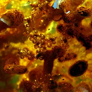 Copal with insects close-up.jpg