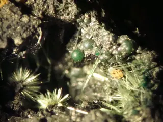 Cornubite, Olivenite-246526.jpg