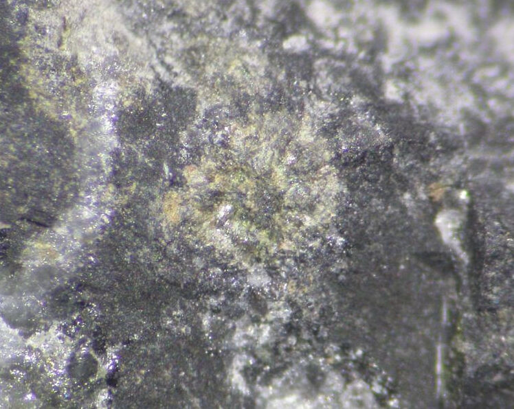 Cortesognoite