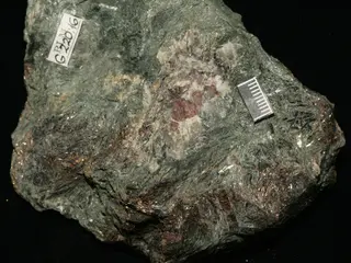 Estonian Museum of Natural History Specimen No 177566 photo (g220 g220-16 jpg).jpg