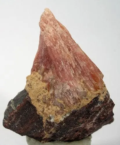 Diaspore-240248.jpg