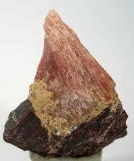 Diaspore-240248.jpg