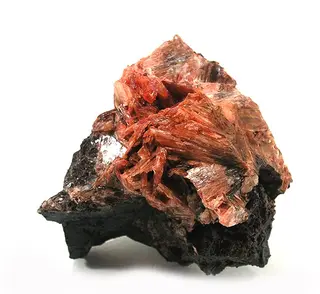 Diaspore-t06-26a.jpg